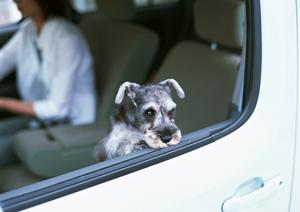 鹿児島空港から利用出来るレンタカー店